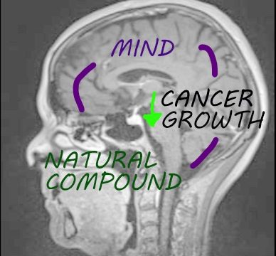 Firing Both Barrels at Cancer – a plant compound that protects the mind and kills cancer cells.