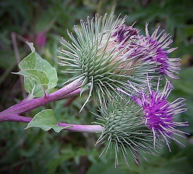 Arctium lappa (Burdock) can protect against cancer growth