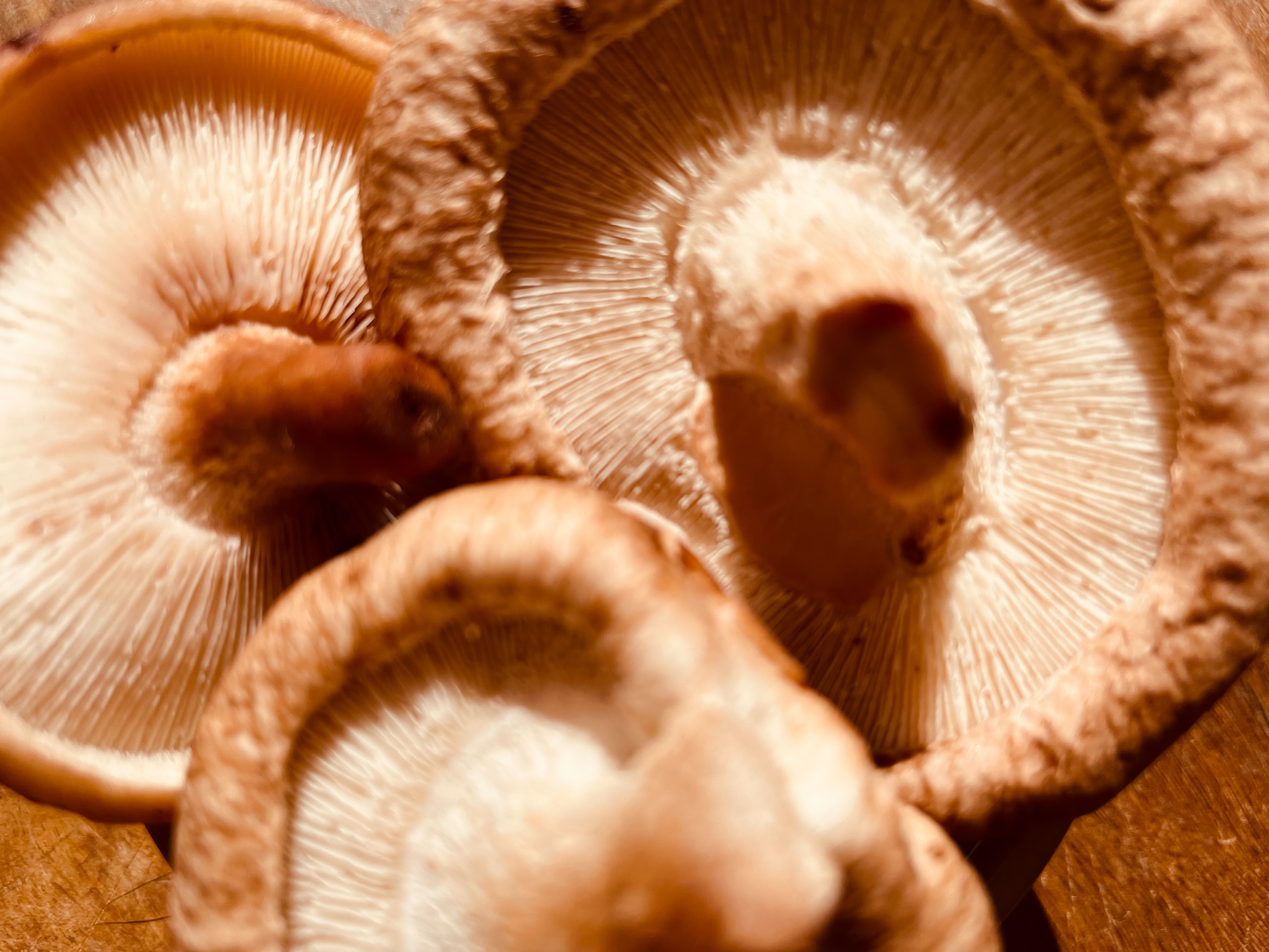 What are the anticancer strengths of Shiitake mushrooms?
