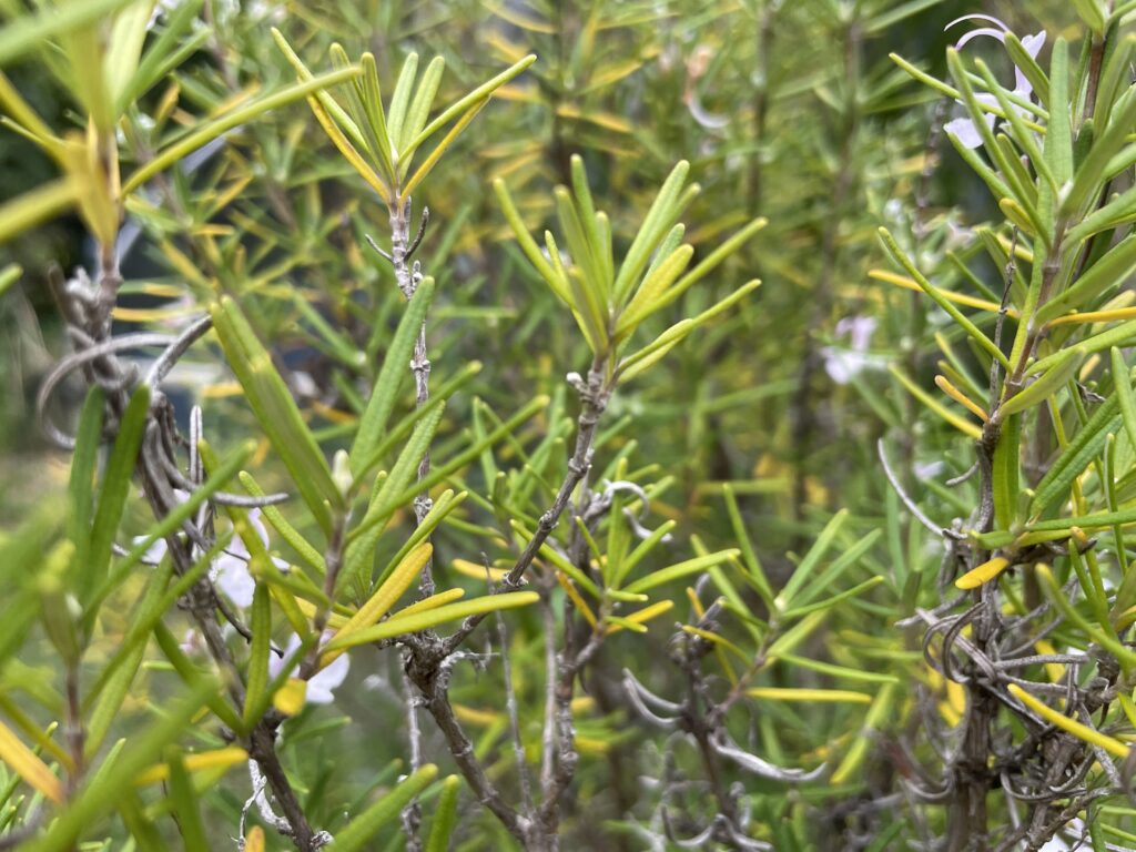 Antihistamines that Suppress Cancer